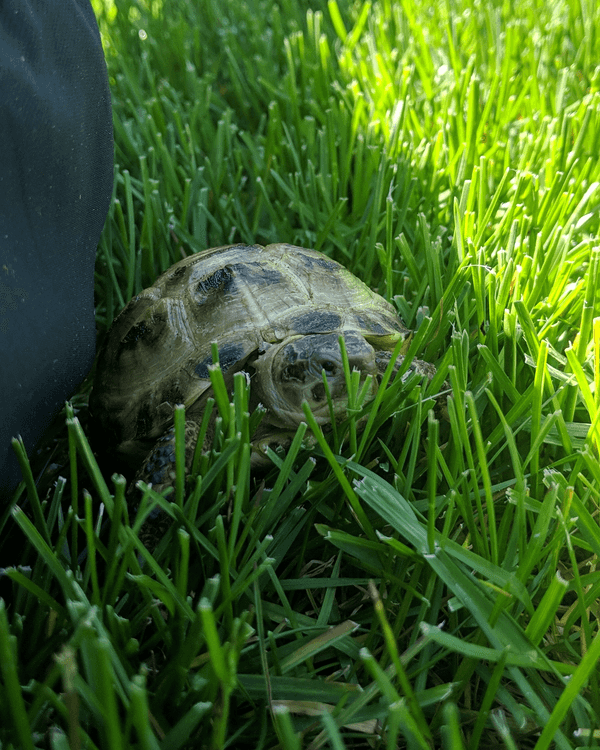 A picture of my pet tortoise Leo.